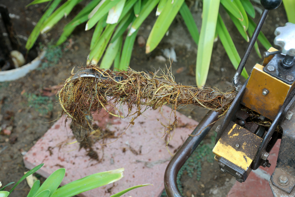 preventing sewer line root damage