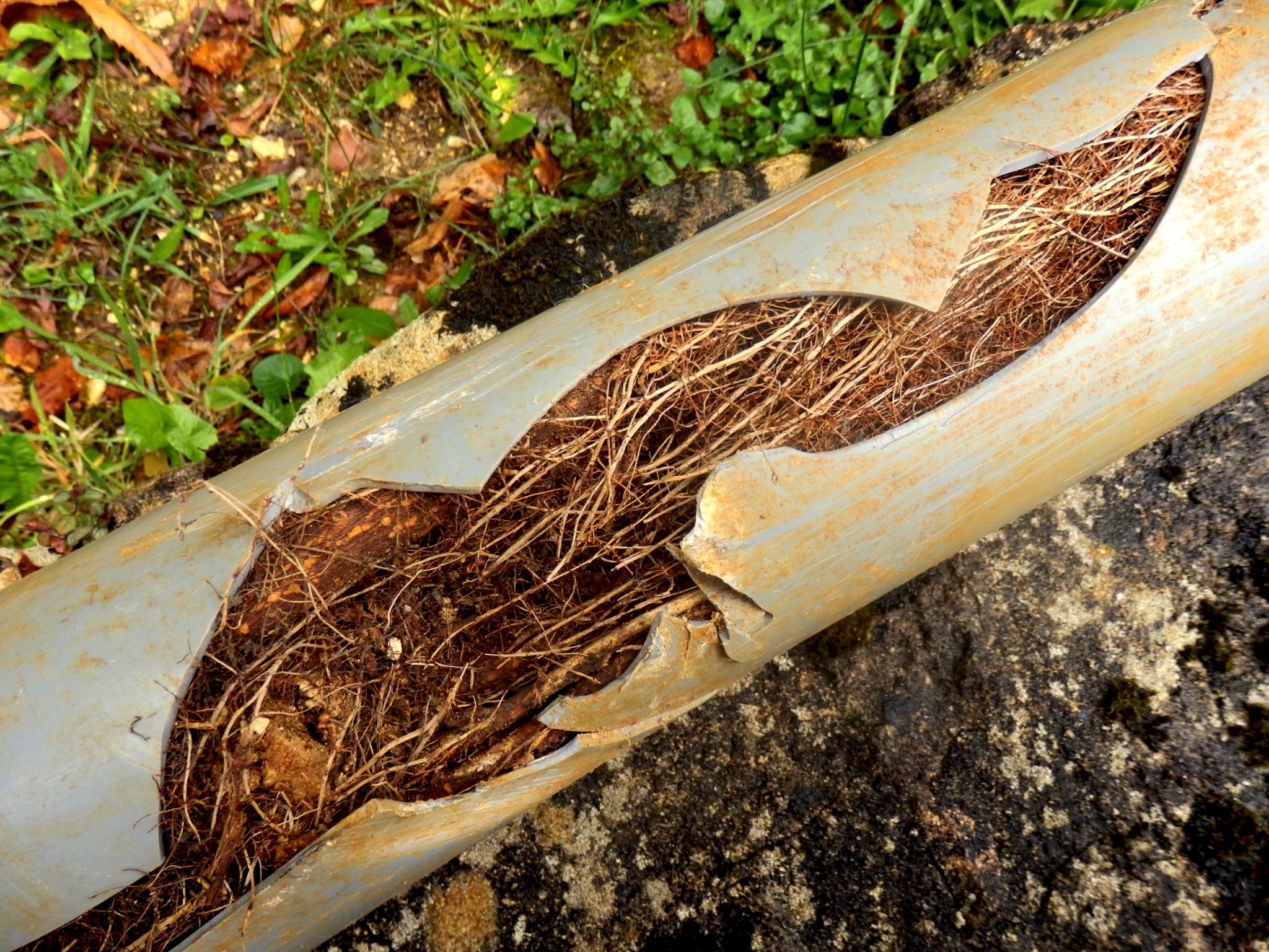 A damaged grey plastic pipe lying on the ground, with a large section broken open to reveal a dense mass of tangled tree roots growing inside it.